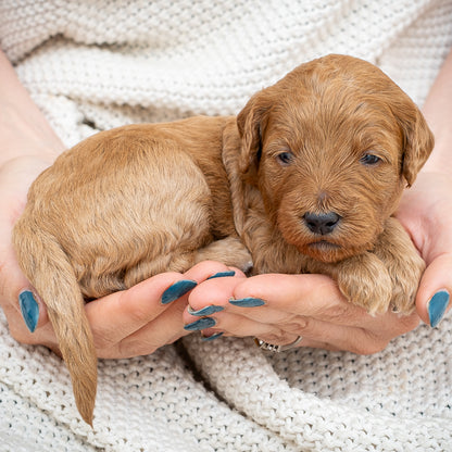 Mini Multigen Goldendoodle - Purple Collar Girl - AVAILABLE