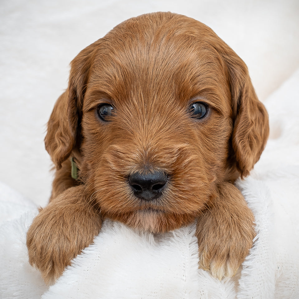 Mini Multigen Goldendoodle - Green Collar Boy - RESERVED for Angela