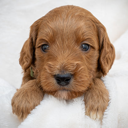 Mini Multigen Goldendoodle - Green Collar Boy - RESERVED for Angela