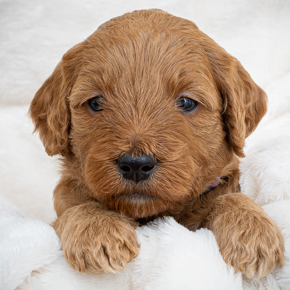 Mini Multigen Goldendoodle - Purple Collar Girl - AVAILABLE