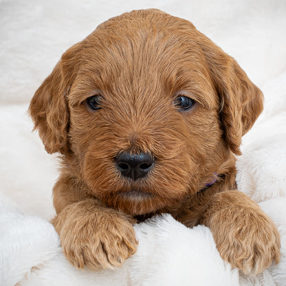 Mini Multigen Goldendoodle - Purple Collar Girl - AVAILABLE