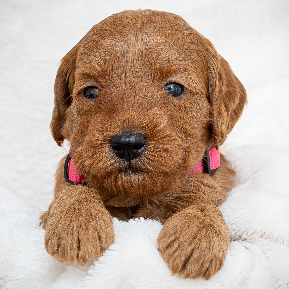 Mini Multigen Goldendoodle - Pink Collar Girl - AVAILABLE