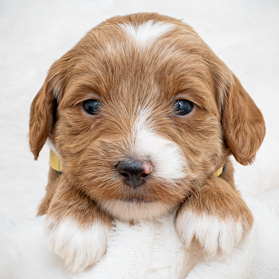 Mini Multigen Goldendoodle - Yellow Collar Girl - RESERVED for Chrissy!