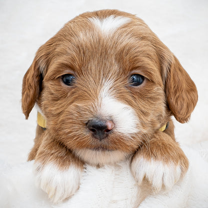 Mini Multigen Goldendoodle - Yellow Collar Girl - RESERVED for Chrissy!