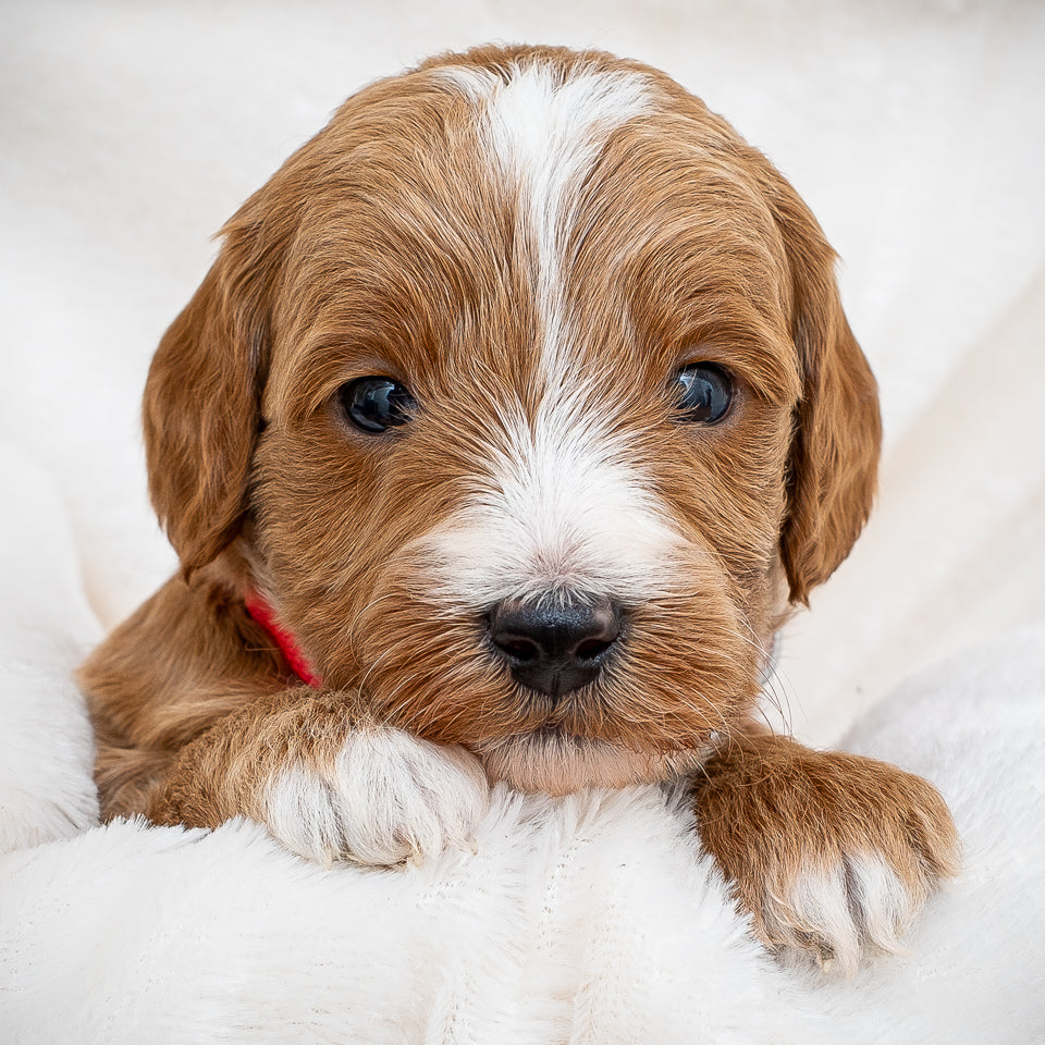 Mini Multigen Goldendoodle - Red Collar Boy - AVAILABLE