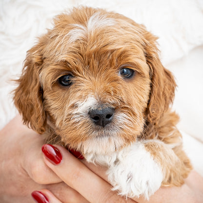 Mini Multigen Goldendoodle - Blue Collar Boy - RESERVED for Lindsey!
