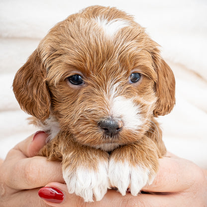 Mini Multigen Goldendoodle - Yellow Collar Girl - RESERVED for Chrissy!