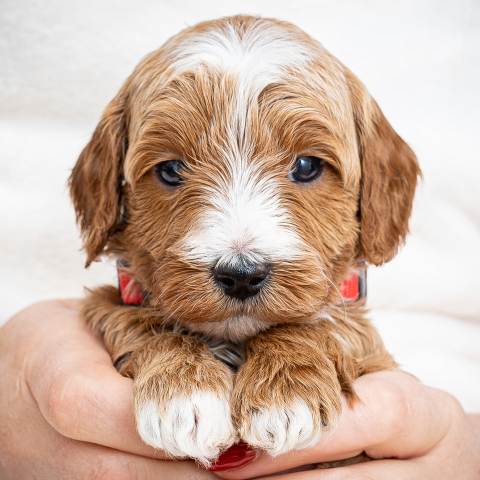 Mini Multigen Goldendoodle - Red Collar Boy - AVAILABLE