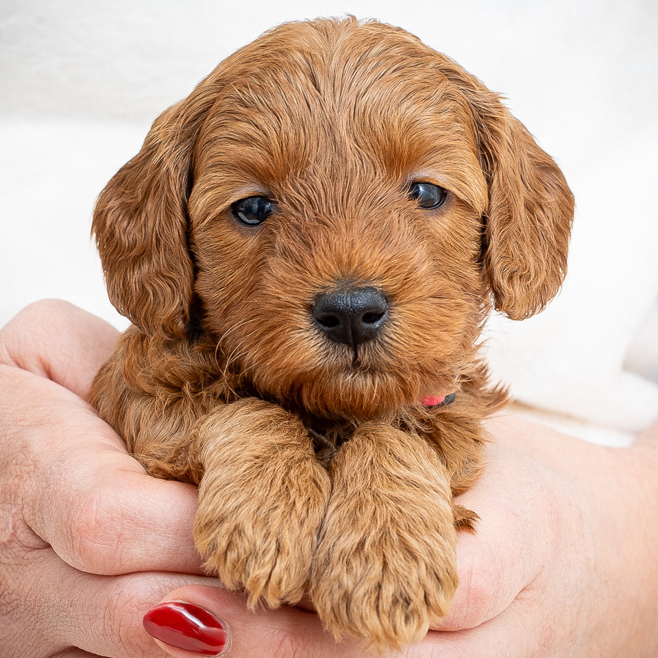Mini Multigen Goldendoodle - Pink Collar Girl - AVAILABLE