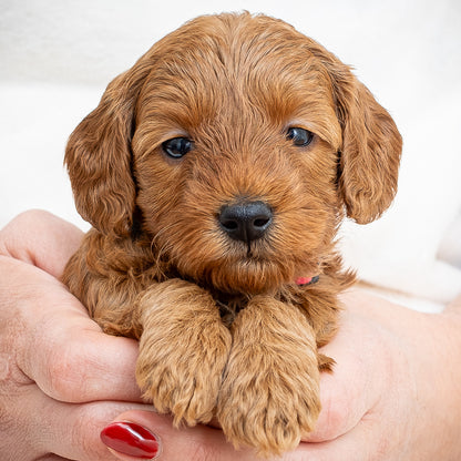 Mini Multigen Goldendoodle - Pink Collar Girl - AVAILABLE