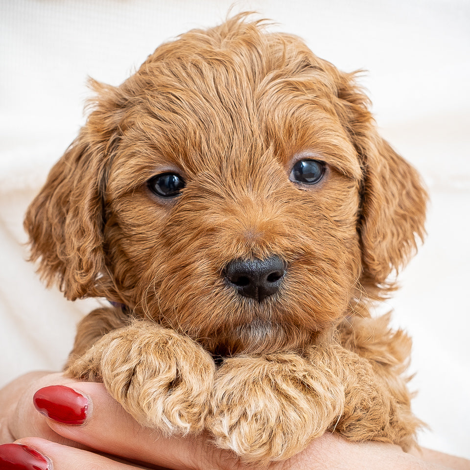 Mini Multigen Goldendoodle - Purple Collar Girl - AVAILABLE