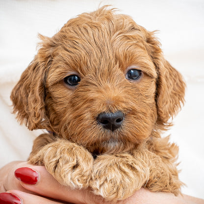 Mini Multigen Goldendoodle - Purple Collar Girl - AVAILABLE