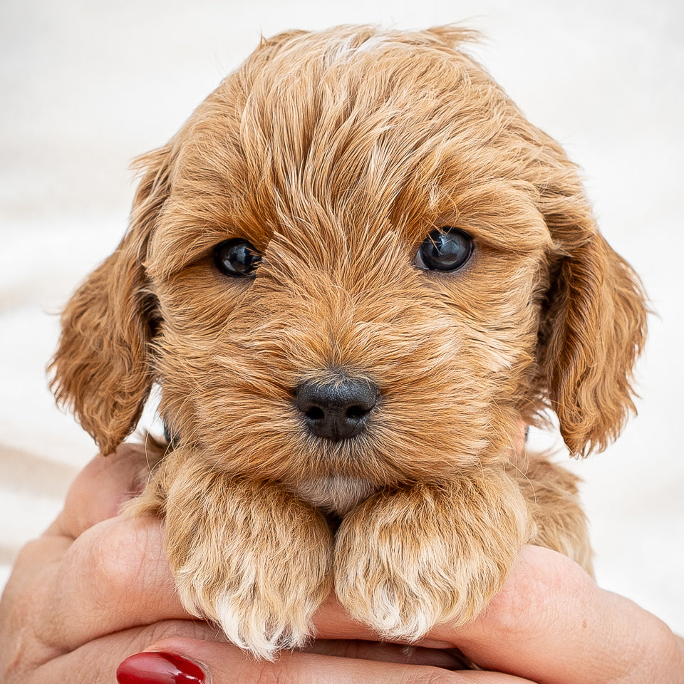Mini Multigen Goldendoodle - Orange Collar Boy - AVAILABLE