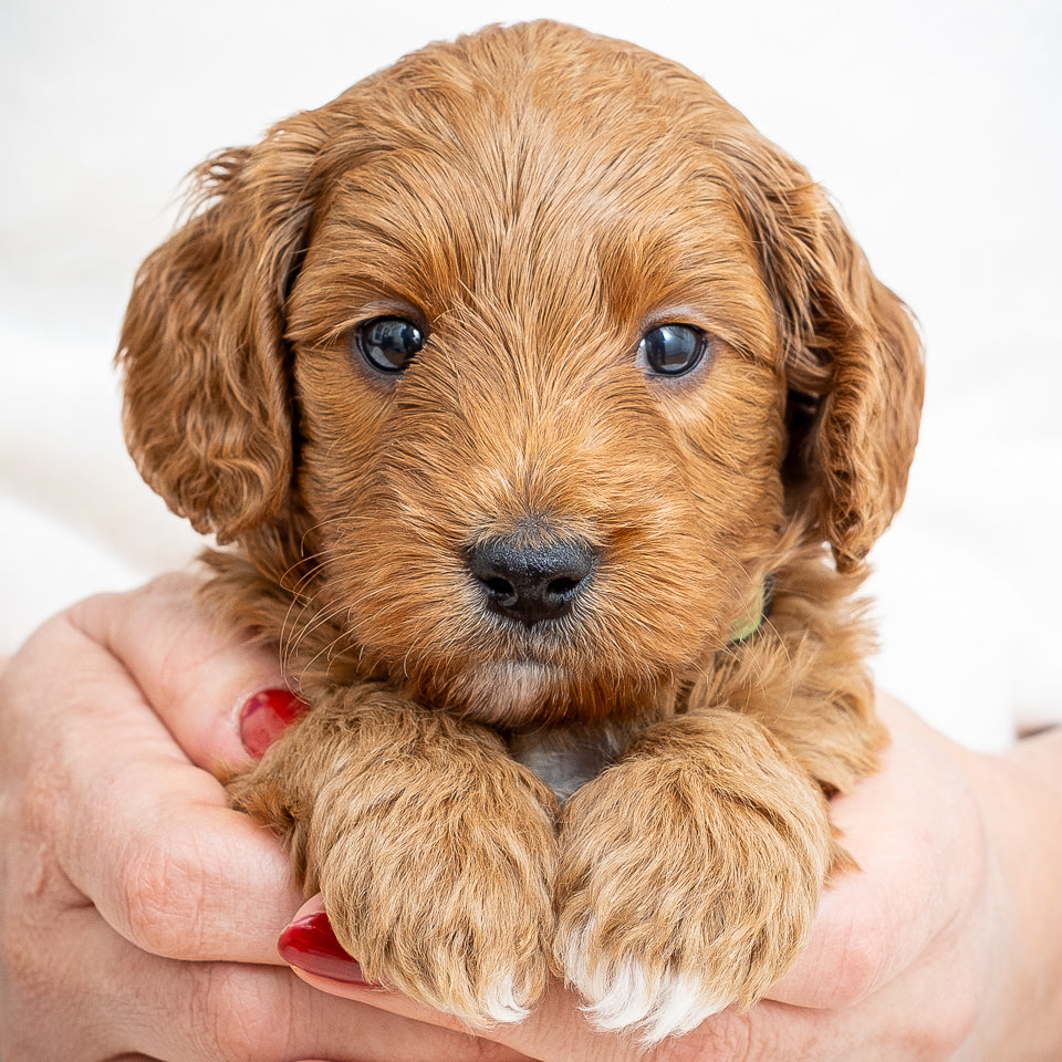 Mini Multigen Goldendoodle - Green Collar Boy - RESERVED for Angela