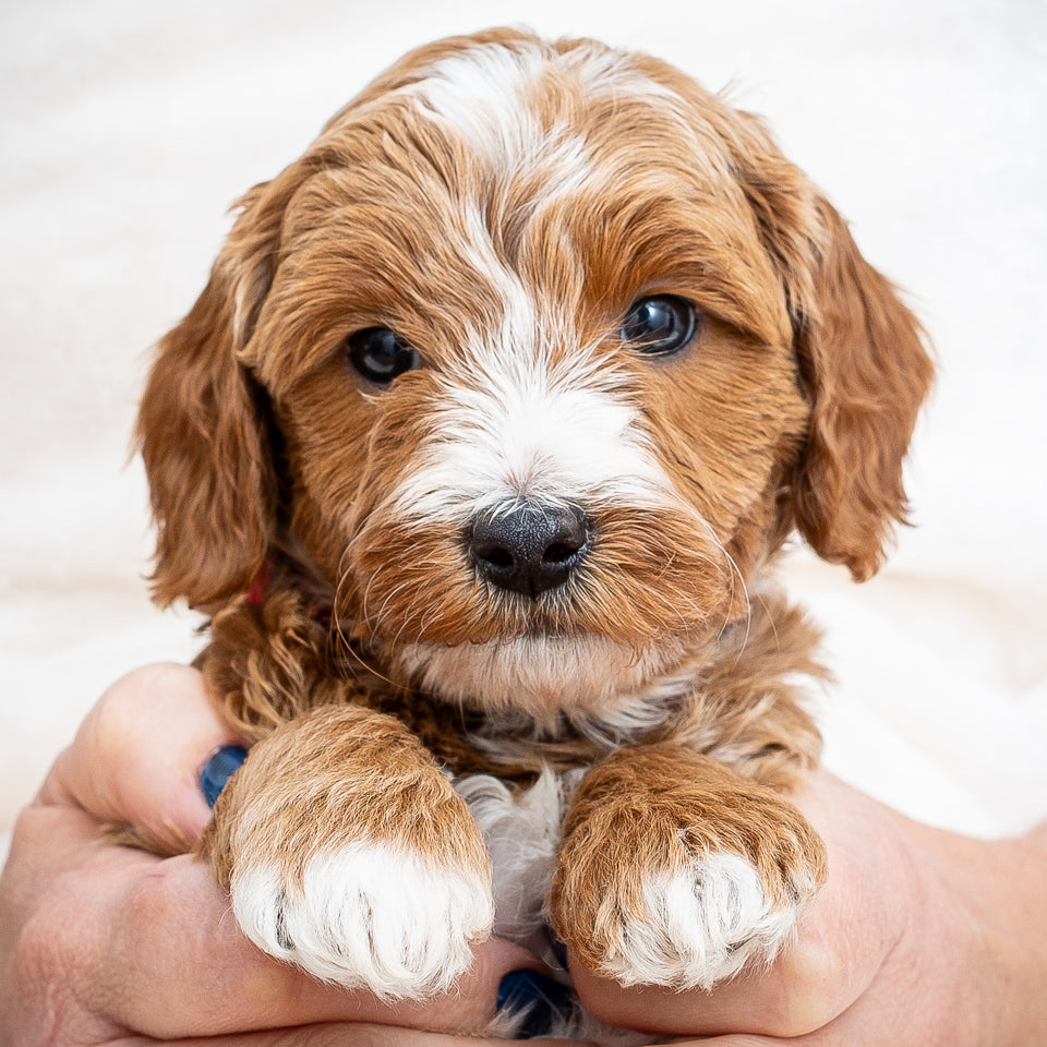 Mini Multigen Goldendoodle - Red Collar Boy - AVAILABLE