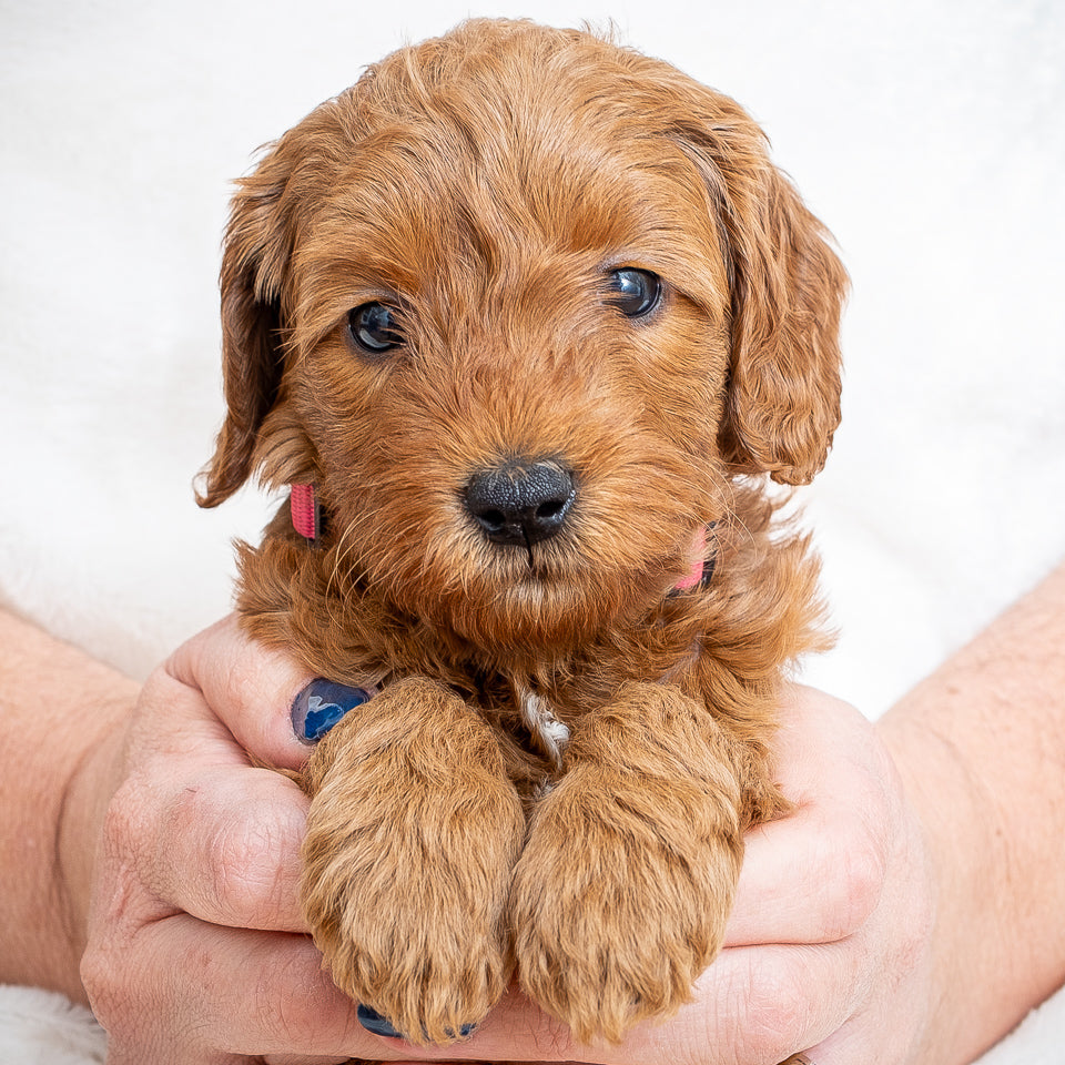 Mini Multigen Goldendoodle - Pink Collar Girl - AVAILABLE