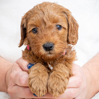Mini Multigen Goldendoodle - Pink Collar Girl - AVAILABLE