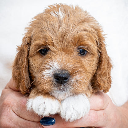 Mini Multigen Goldendoodle - Blue Collar Boy - RESERVED for Lindsey!