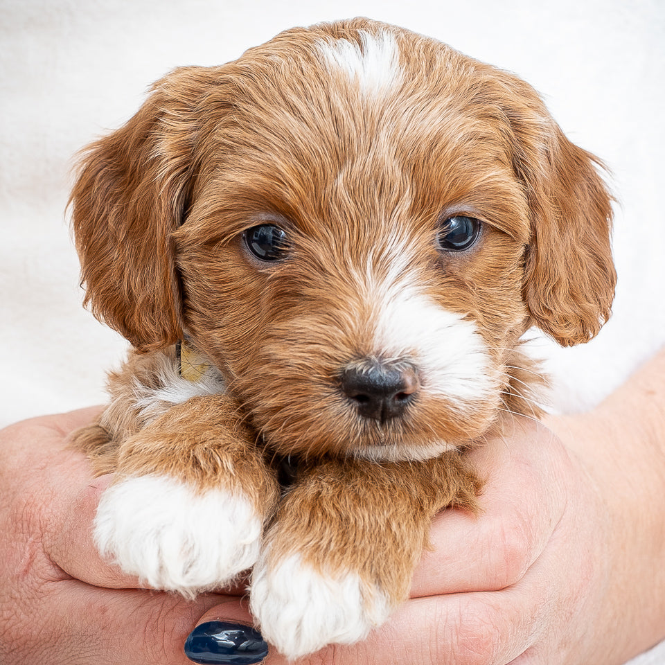 Mini Multigen Goldendoodle - Yellow Collar Girl - RESERVED for Chrissy!