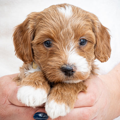 Mini Multigen Goldendoodle - Yellow Collar Girl - RESERVED for Chrissy!