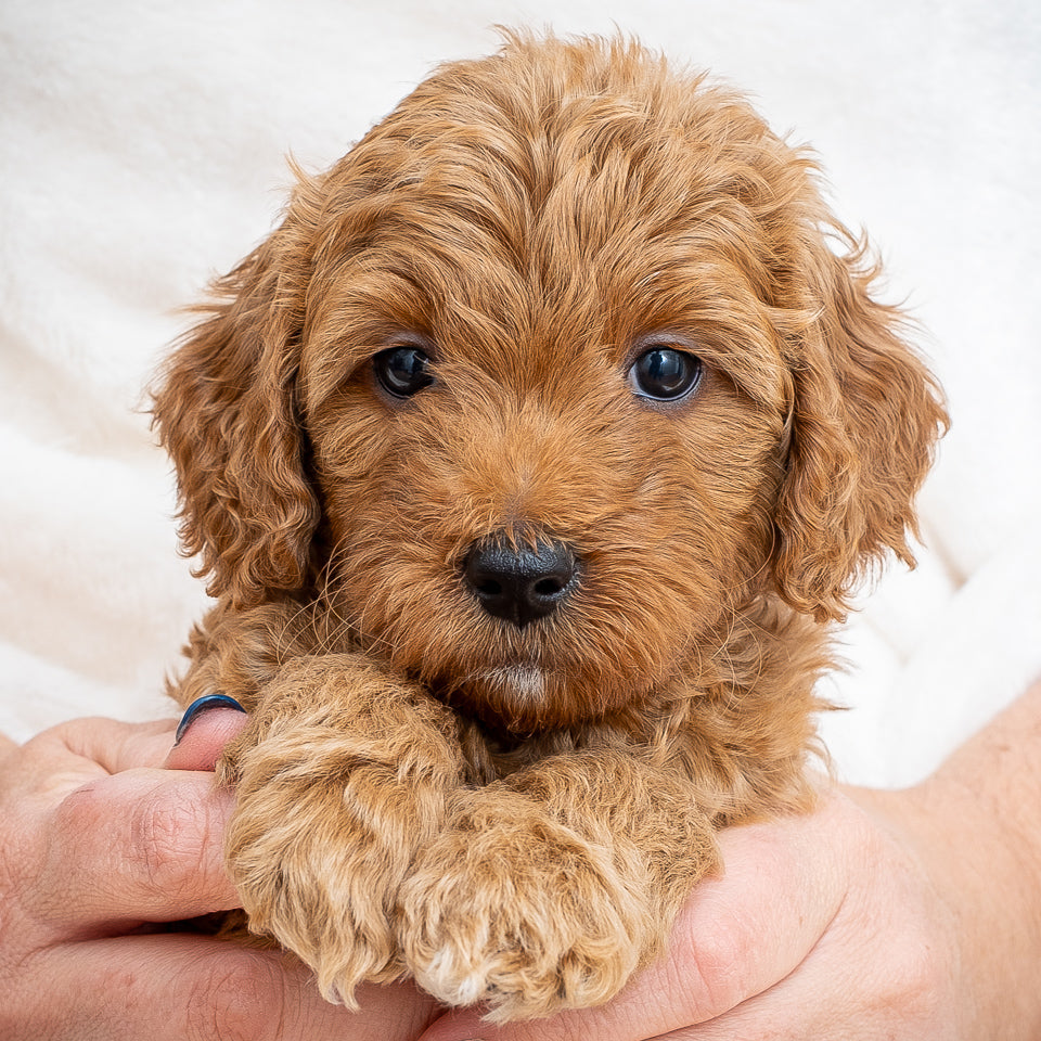Mini Multigen Goldendoodle - Purple Collar Girl - AVAILABLE