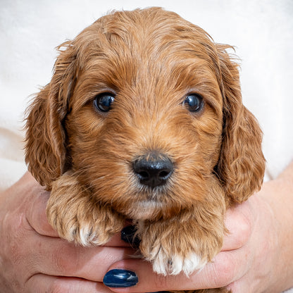 Mini Multigen Goldendoodle - Green Collar Boy - RESERVED for Angela