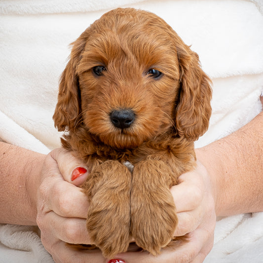 Mini Multigen Goldendoodle - Pink Collar Girl - AVAILABLE