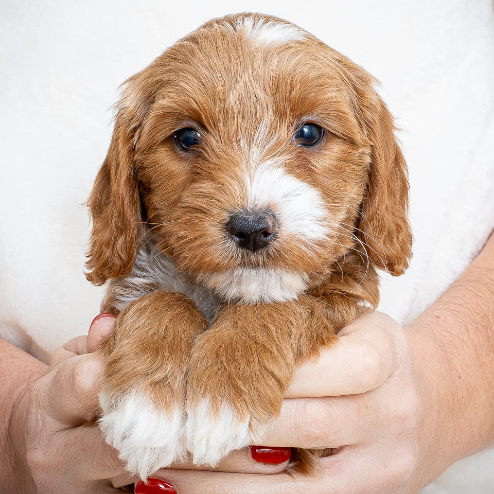 Mini Multigen Goldendoodle - Yellow Collar Girl - RESERVED for Chrissy!