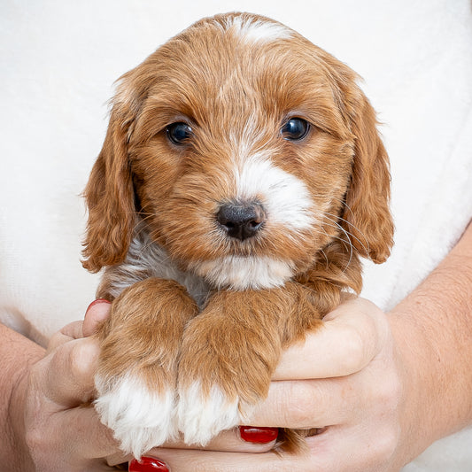 Mini Multigen Goldendoodle - Yellow Collar Girl - RESERVED for Chrissy!