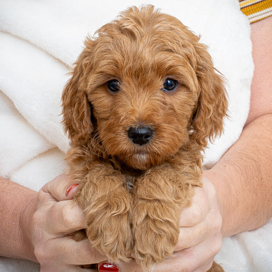 Mini Multigen Goldendoodle - Purple Collar Girl - AVAILABLE
