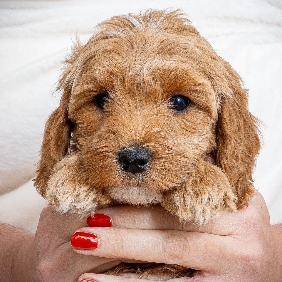 Mini Multigen Goldendoodle - Orange Collar Boy - AVAILABLE