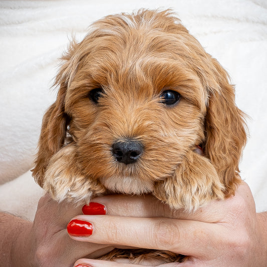 Mini Multigen Goldendoodle - Orange Collar Boy - AVAILABLE