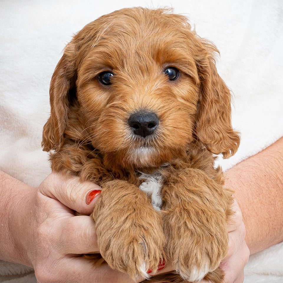 Mini Multigen Goldendoodle - Green Collar Boy - RESERVED for Angela