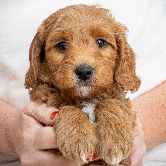 Mini Multigen Goldendoodle - Green Collar Boy - RESERVED for Angela