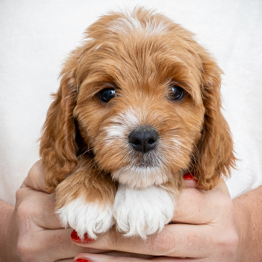 Mini Multigen Goldendoodle - Blue Collar Boy - RESERVED for Lindsey!