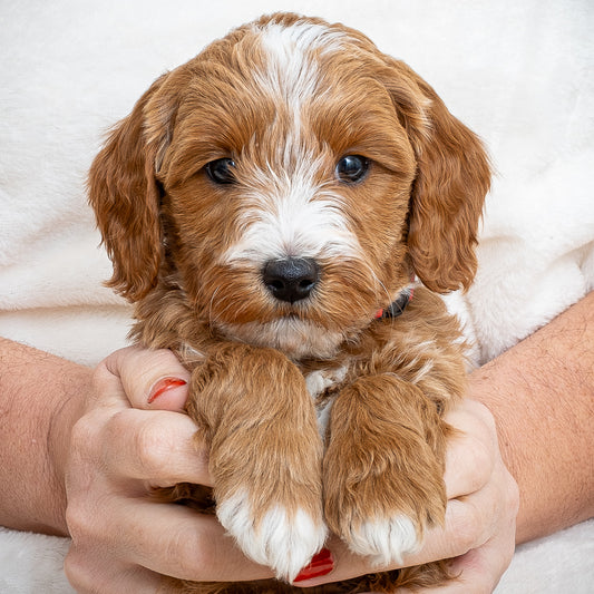 Mini Multigen Goldendoodle - Red Collar Boy - AVAILABLE