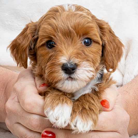 Mini Multigen Goldendoodle - Black Collar Boy - AVAILABLE