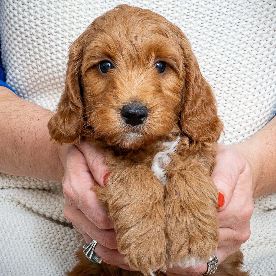 Mini Multigen Goldendoodle - Green Collar Boy - RESERVED for Angela