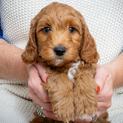 Mini Multigen Goldendoodle - Green Collar Boy - RESERVED for Angela