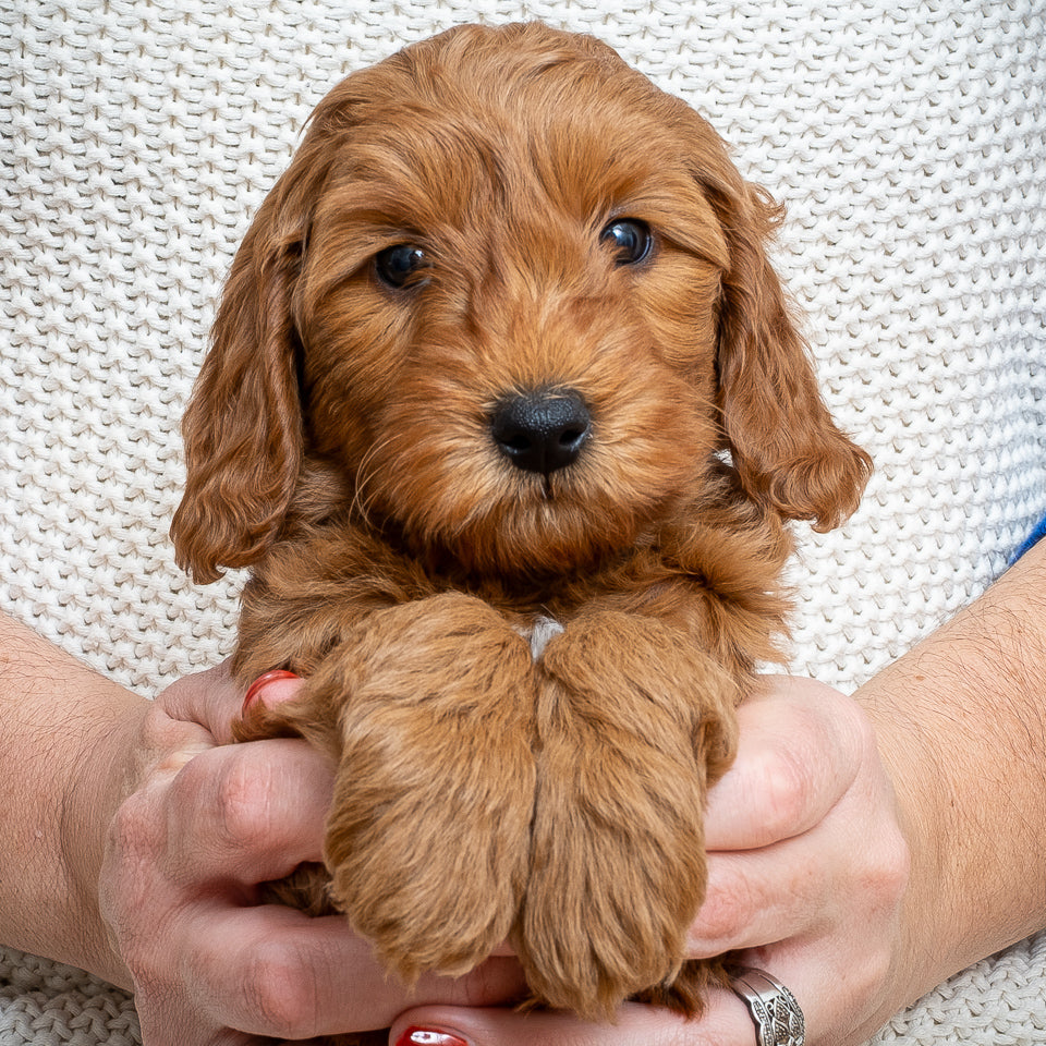 Mini Multigen Goldendoodle - Pink Collar Girl - AVAILABLE