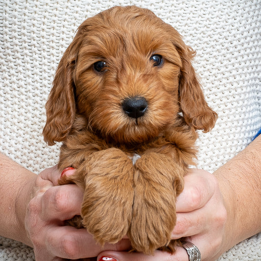 Mini Multigen Goldendoodle - Pink Collar Girl - AVAILABLE