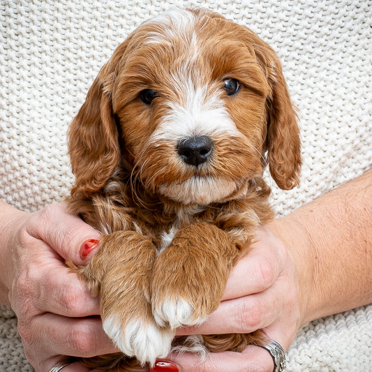 Mini Multigen Goldendoodle - Red Collar Boy - RESERVED for Ashley!