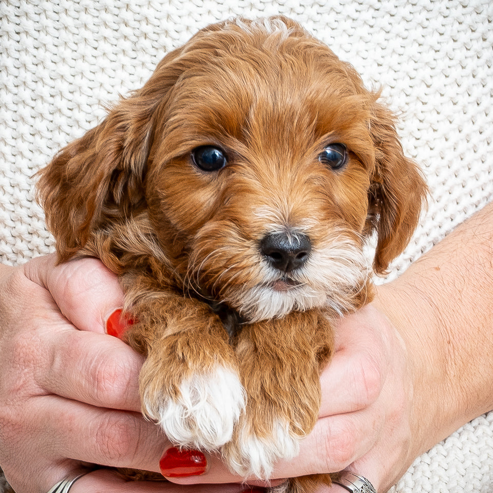 Mini Multigen Goldendoodle - Black Collar Boy - RESERVED!