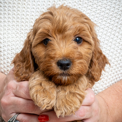 Mini Multigen Goldendoodle - Purple Collar Girl - RESERVED for David!