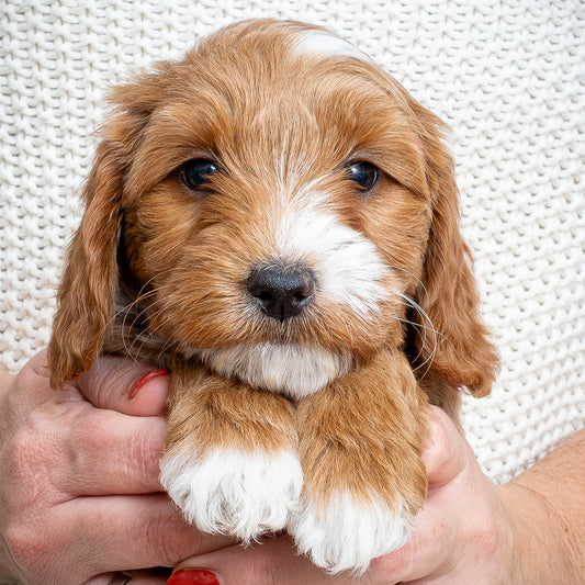 Mini Multigen Goldendoodle - Yellow Collar Girl - RESERVED for Chrissy!