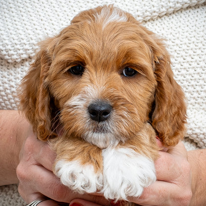 Mini Multigen Goldendoodle - Blue Collar Boy - RESERVED for Lindsey!