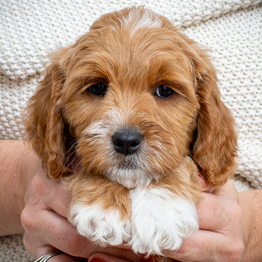 Mini Multigen Goldendoodle - Blue Collar Boy - RESERVED for Lindsey!