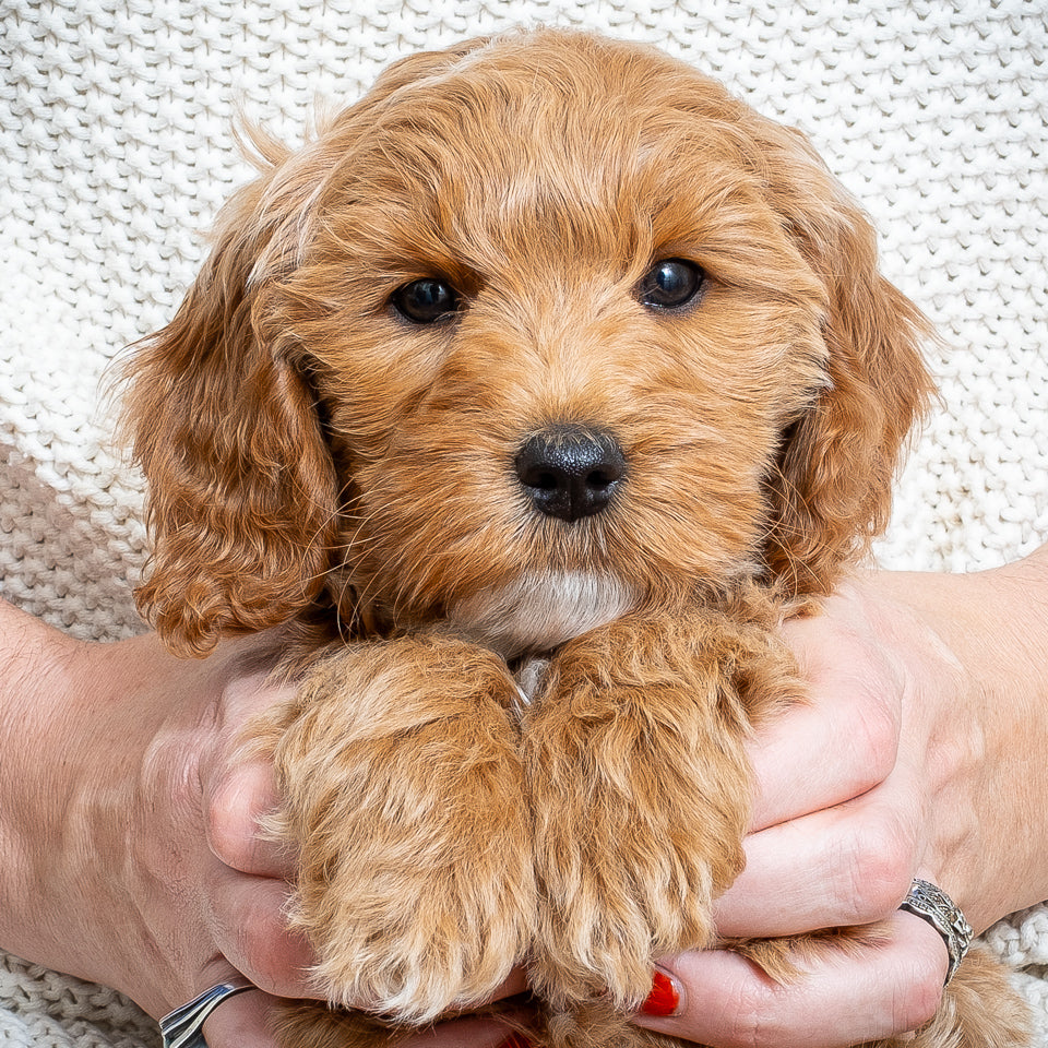 Mini Multigen Goldendoodle - Orange Collar Boy - RESERVED!