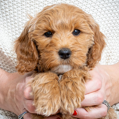 Mini Multigen Goldendoodle - Orange Collar Boy - RESERVED!