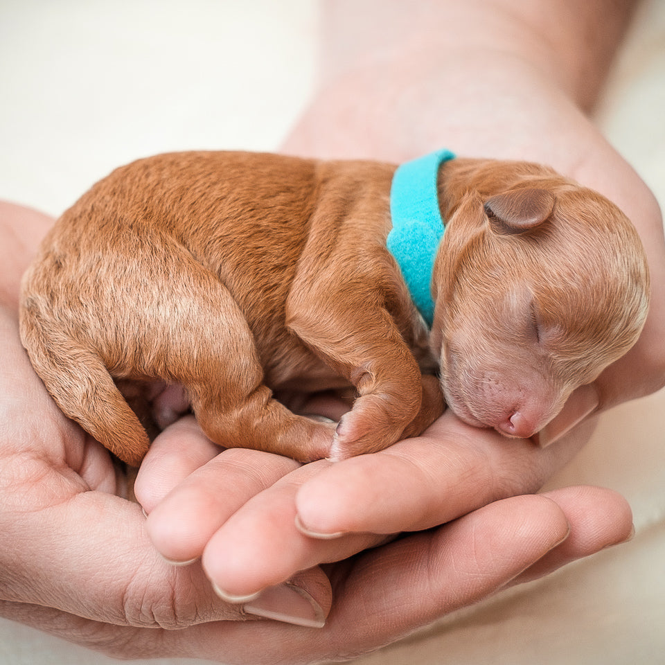 Micro Mini Goldendoodle Blue Collar Boy - RESERVED